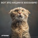 Кейс EMP, MGCom и Zoosaurus: как сократить расходы на подписчиков ВКонтакте на 32%