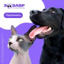 Кейс EMP, MGCom и Zoosaurus: как сократить расходы на подписчиков ВКонтакте на 32%